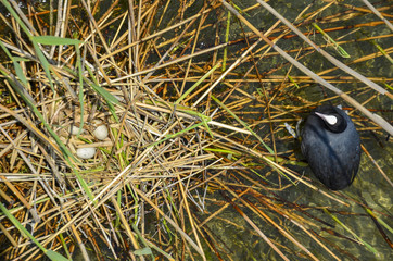 Black coot  and her nest in the lake
