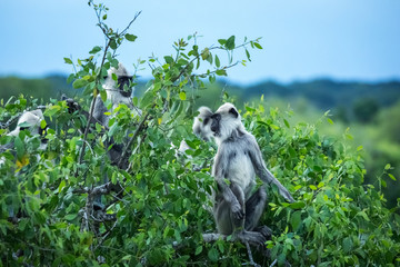 a flock of monkeys sitting on a tree in the Yala National Park, Sri Lanka