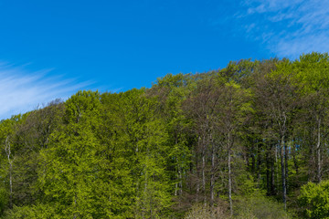 Obraz premium Forest in Denmark