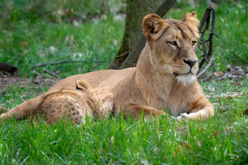 Fototapeta na wymiar Lion mother with her young cubs. Congolese lion (Panthera leo bleyenberghi)