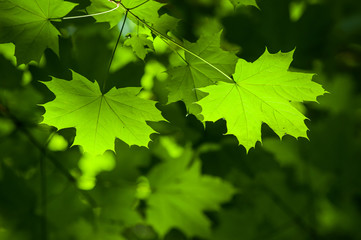 closeup of sunlight on maple leaves in the forest