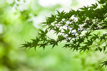 closeup of sunlight on japanese maple leaves in the japanese garden