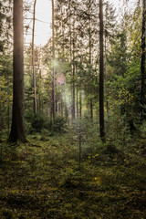 Obraz premium Lichtstimmung im Wald mit jungen Baum