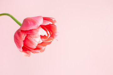 Beautiful pink tulip on pink background. Holiday minimal styled greeting card.