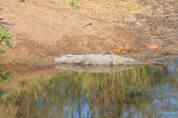 Crocodile from South Africa, Kruger National Park. Africa