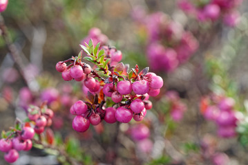 Wild fruit, known in Chile as Chaura, its name Gaultheria mucronata and grows in the volcanic areas of southern Chile