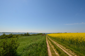Rapsfeld auf Rügen - Ostsee