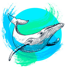 Vector blue whale illustration with paint splash, ink sketch with big swimming mammal. Isolated whale swimming in the ocean. Hand drawn illustration in abstract childish style with watercolour.