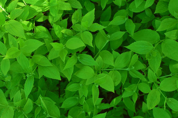Fototapeta na wymiar Green jasmine Philadelphus leaves with flower buds as natural background.