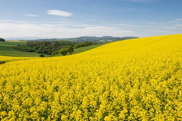 H&uuml;gellandschaft mit Rapsfeld im Fr&uuml;hling