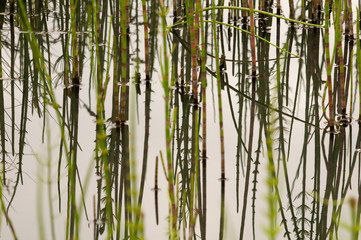 Black bamboo and grasses