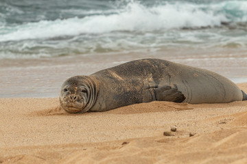 Obraz premium Zagrożona hawajska foka mnicha na plaży Maui