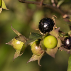 Fruits of Belladonna (Atropa belladonna)