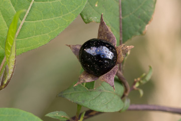 Single Fruit of Belladonna (Atropa belladonna)