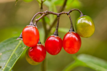 Fruits of bittersweet nightshade (Solanum dulcamara)