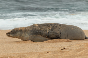 Naklejka premium Zagrożona hawajska foka mnicha na plaży Maui