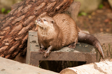 Otters 