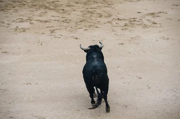 Photo sur Plexiglas Tauromachie Bull in a typical Spanish Bullfight