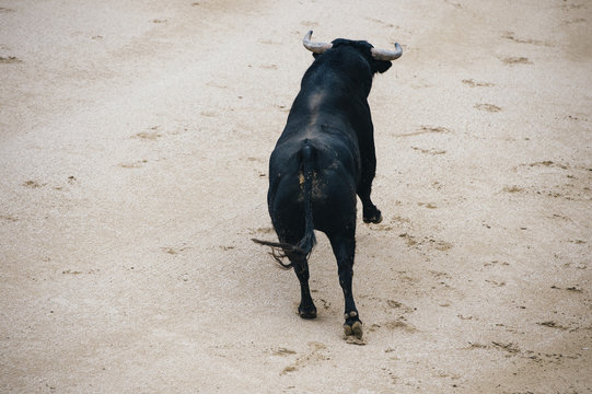 Bull in a typical Spanish Bullfight