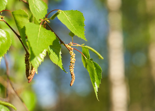 Birch tree catkins and fresh green leaves with small aphids in leaves on spring afternoon in Finland.