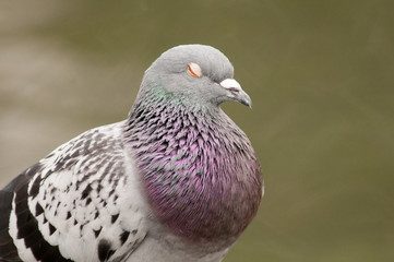 Single pigeon