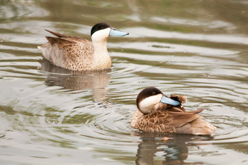 Pair of Puna teals