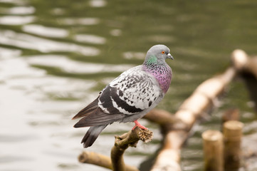 Single pigeon