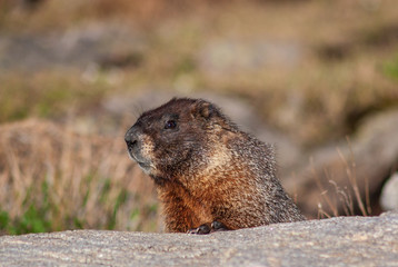 Yellow-bellied Marmot
