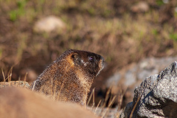 Yellow-bellied Marmot