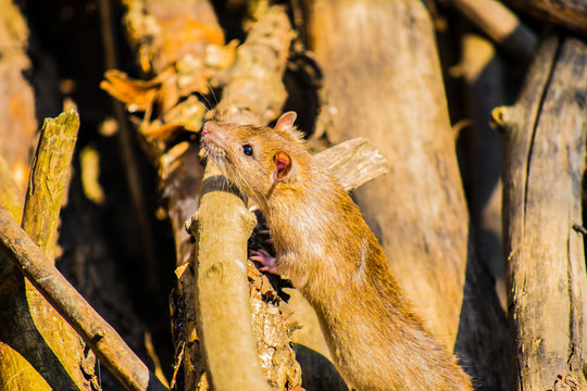 Gray Rats (Rattus) is a big city problem. A rat runs among the trunks of fallen trees in search of food.