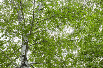 Green forest with sun rays