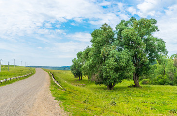 Old poplars along a rural road in Udmurtia, in Russia