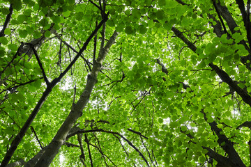 Fototapeta na wymiar Green forest with sun rays