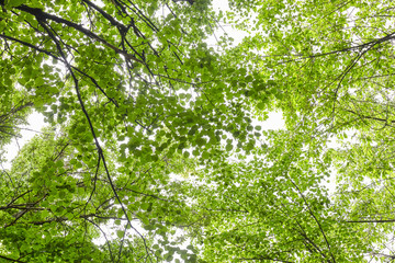 Green forest with sun rays