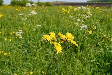 Wiesen-Pippau in bunter Wiese mit Schafgarbe. © Falko Göthel