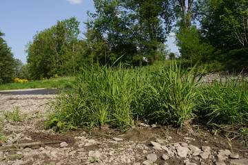 Grasbüschel zwischen Flusskies am Fluss.