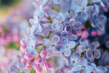 Closeup macro detailed photo of blooming beautiful lilac branches bouquet on abstract background.  Vase with spring summer flowers. Vivid colors.  Beauty of nature. Seasonal flora.