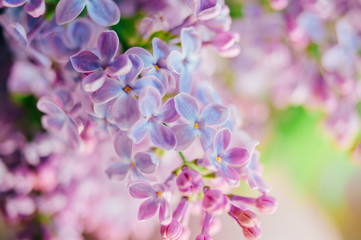 Closeup macro detailed photo of blooming beautiful lilac branches bouquet on abstract background.  Vase with spring summer flowers. Vivid colors.  Beauty of nature. Seasonal flora.