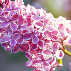 Fototapeta na wymiar Pink blossoming lilac in sunny day; close up