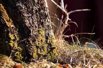 Green moss on a tree in a spring forest