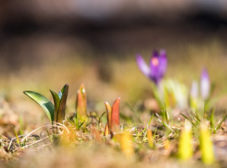 Obraz premium Purple spring primrose close-up on a background of green grass