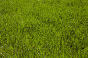 Green grass close up