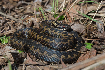 Adder (Vipera berus)/Common European Adder in leaf litter