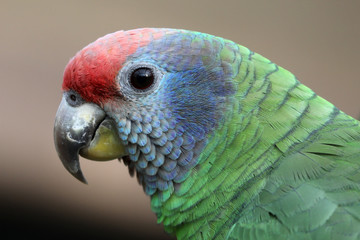 Red tailed amazon