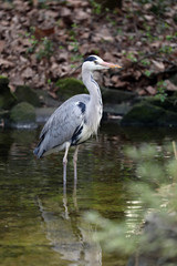Grey Heron portrait