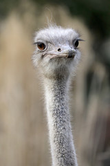 Ostrich head close-up portrait