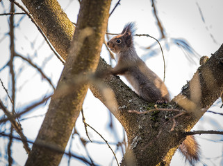 Squirrel on the tree in the spring forest