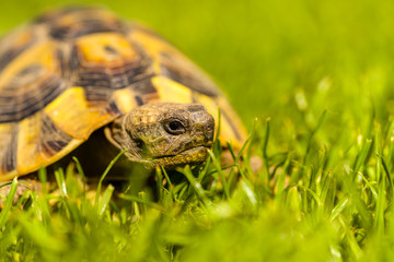Schildkröte