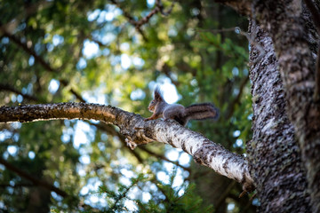 Squirrel on the tree in the spring forest
