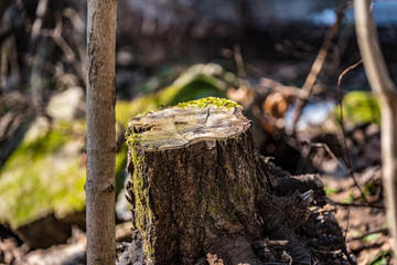 Moss on a stump in a spring forest